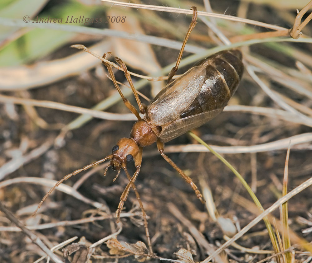 Femmina di Vesperus luridus (Vesperidae)